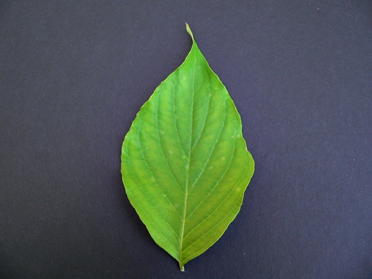 {Cornus florida}